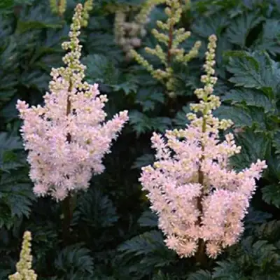 Астильба ЛИЛИПУТ курчавая в Минске