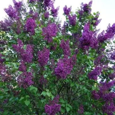 Сирень СУМЕРКИ в Минске