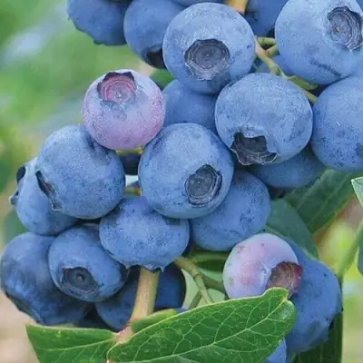 Голубика ЭРЛИБЛЮ в Минске