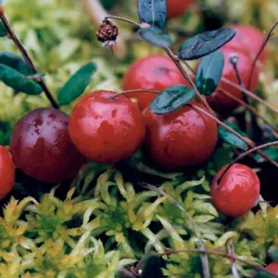 Клюква МАК ФАРЛИН в Минске