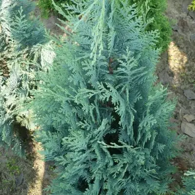 Кипарисовик КОЛУМНАРИС лавсона в Минске