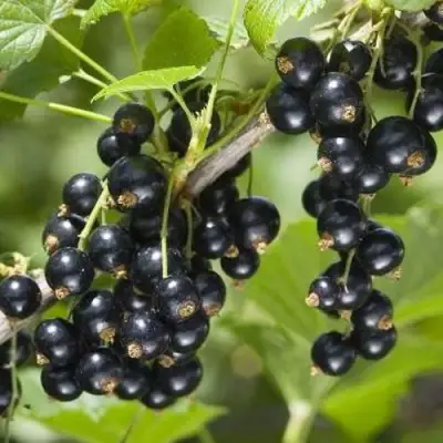 Смородина чёрная ВОЛШЕБНИЦА в Минске