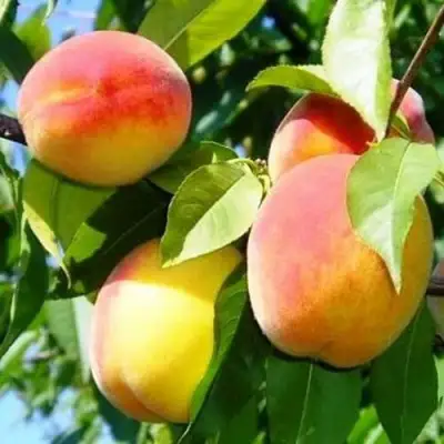 Персик ПАМЯТЬ ЛОЙКО в Минске