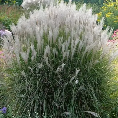 Мискантус КЛЯЙН СИЛЬБЕРСПАЙН китайский  в Минске