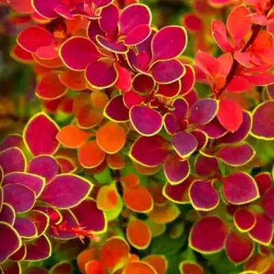 Барбарис ОРАНЖ САНРАЙЗ тунберга в Минске