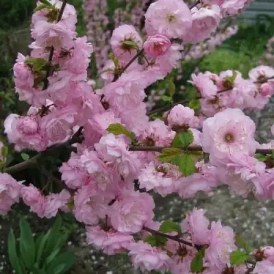 Миндаль ТРЁХЛОПАСТНЫЙ (луизеания) в Минске