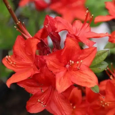 Азалия ПАРКФАЕР листопадная в Минске