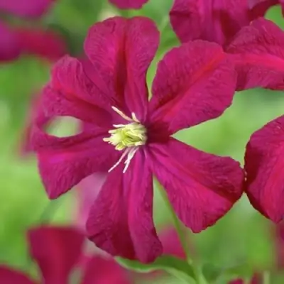 Клематис МАДАМ ДЖУЛИЯ КОРРЕВОН в Минске