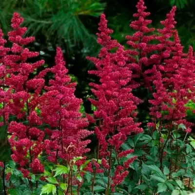 Астильба БУРГУНДИ РЕД Арендса в Минске