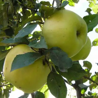 Яблоня АНТОНОВКА ОБЫКНОВЕННАЯ в Минске