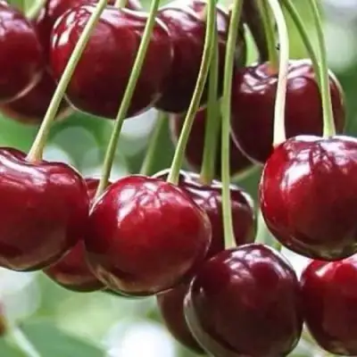 Вишня УЙФЕХЕРТОЙ ФЮРТОШ в Минске