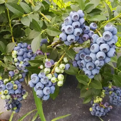 Голубика ОСОРНО в Минске