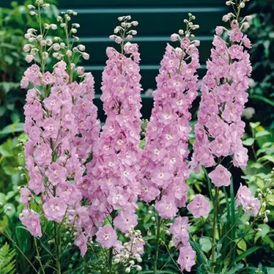 Дельфиниум ПЕТТИКОУТ гибридный в Минске