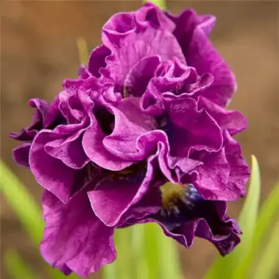 Ирис БАНДЛ ОВ ДЖОЙ сибирский в Минске