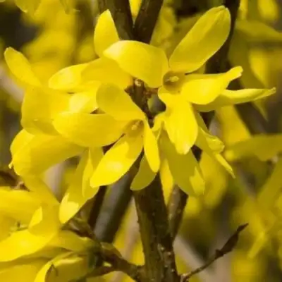 Форзиция ТАРАНДТ промежуточная в Минске