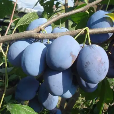 Слива ЧАЧАКСКАЯ РАННЯЯ в Минске