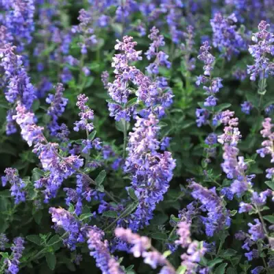 Котовник СИКС ХИЛЛС ГИАНТ в Минске