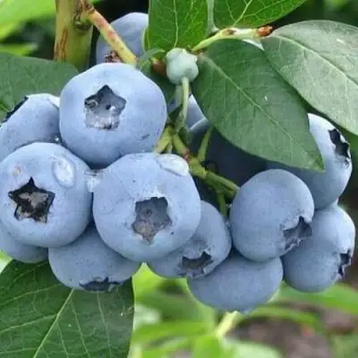 Голубика БЛЮЭТТА в Минске