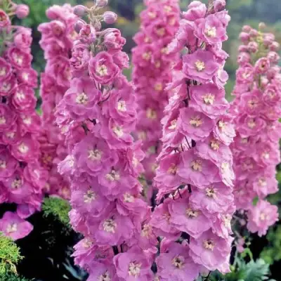 Дельфиниум ДЕЛЬФИС ПИНК ПАУЭ высокий в Минске