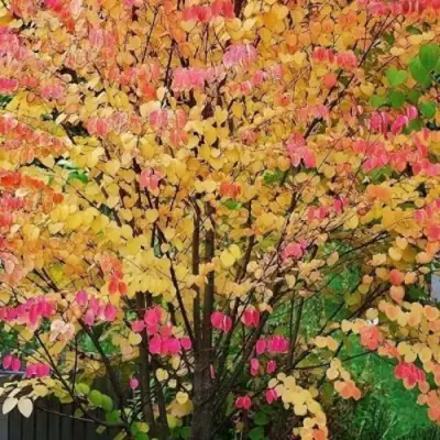 БАГРЯННИК японский в Минске