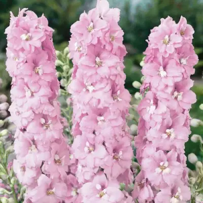 Дельфиниум ПЕТТИКОУТ гибридный в Минске