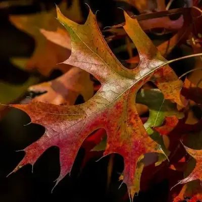 Дуб болотный в Минске