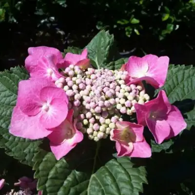 Гортензия БЛАУМАЙС (БЛАУМАЙЗЕ) крупнолистная в Минске