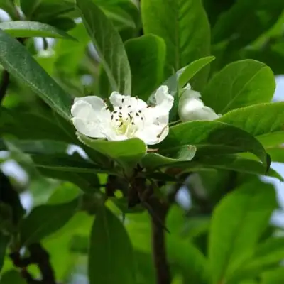 МУШМУЛА  в Минске