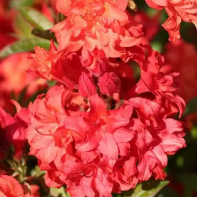 Азалия ФОЙЕРКОПФЕН крупноцветковая в Минске