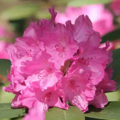 Рододендрон ЛУМИНА в Минске