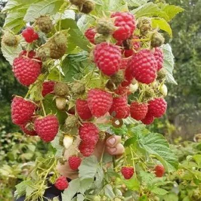 Малина ТАДМОР в Минске