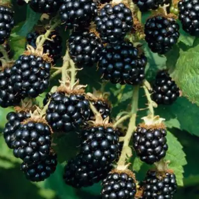 Ежевика БЛЭК САТИН бесшипная  в Минске