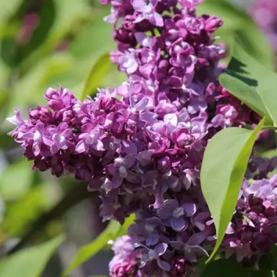 Сирень ИЗОБИЛИЕ в Минске