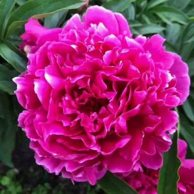 Пион КАРЛ РОЗЕНФЕЛЬД травянистый в Минске