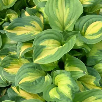 Хоста ЭМЕРАЛЬД ЧАРДЖЕР гибридная в Минске