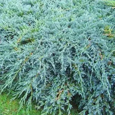 Можжевельник БЛЮ КАРПЕТ чешуйчатый в Минске