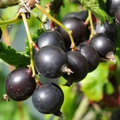 ЙОШТА в Минске