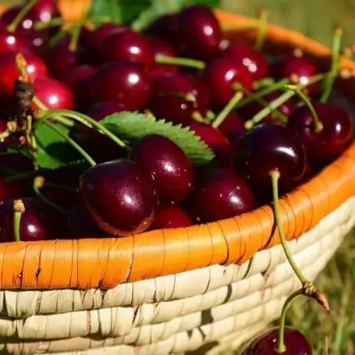 Вишня НЕСВИЖСКАЯ в Минске