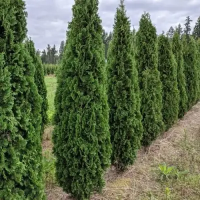 Туя ДЕГРУТ СПАЙР западная в Минске