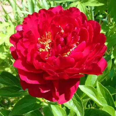 Пион ХРАБРЫЙ ВОИН травянистый в Минске