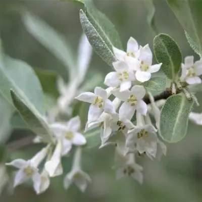 ЛОХ СЕРЕБРИСТЫЙ в Минске