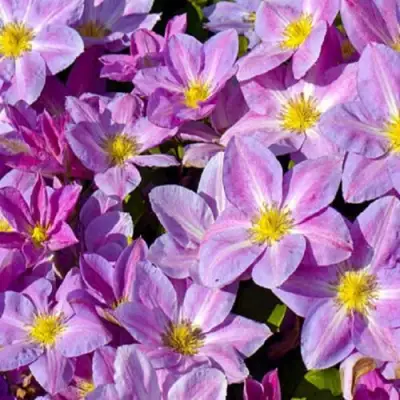 Клематис ЧЕЙНДЖ ОФ ХАРТ в Минске