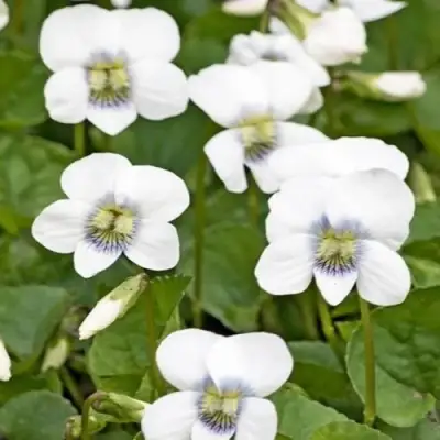 Фиалка АЛЬБИФЛОРА сестринская в Минске