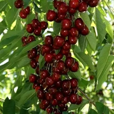 Черешня ХЕЛЕНА колоновидная в Минске