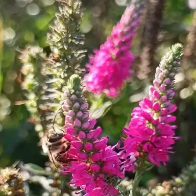 Вероника РОЗЕА колосковая в Минске