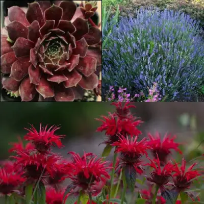 Комплект ФИОЛЕТОВОЕ ВДОХНОВЕНИЕ в Минске