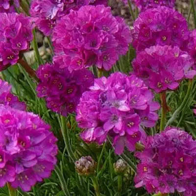 Армерия МОНИНГ СТАР ДИП РОУЗ в Минске