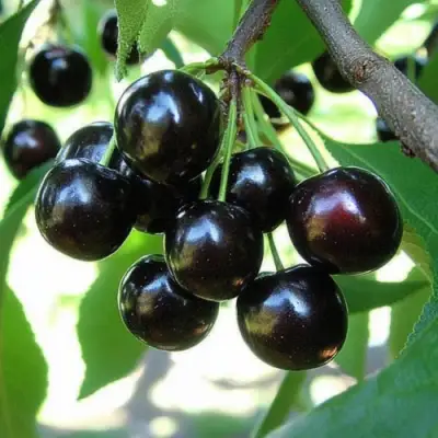 Вишня РОССОШАНСКАЯ ЧЕРНАЯ в Минске