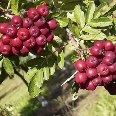 Рябина БУРКА сладкоплодная в Минске