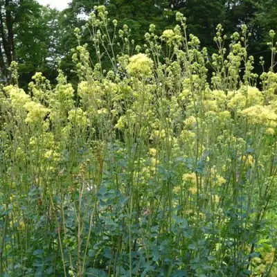 Василистник ГЛАУКУМ желтый в Минске